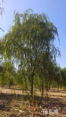 20公分青皮垂柳