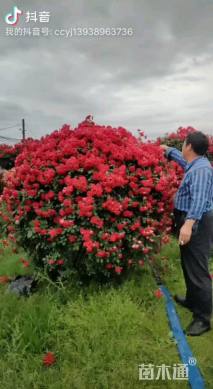 60公分造型月季