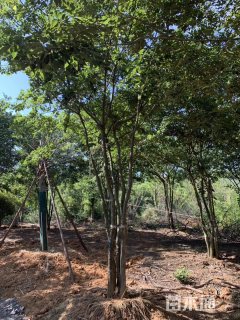 30公分丛生朴树