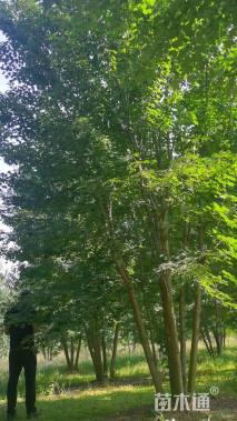 高度600厘米丛生美国红枫