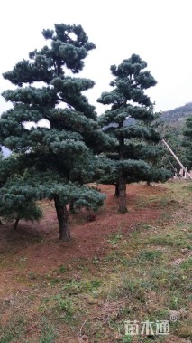 18公分造型五针松