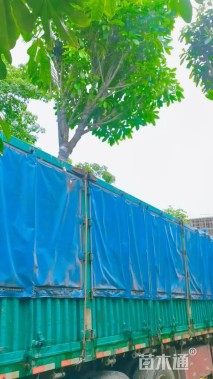 15公分红花玉蕊