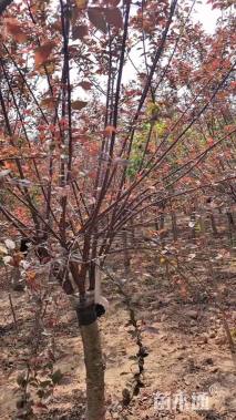 高度250厘米红叶榆叶梅