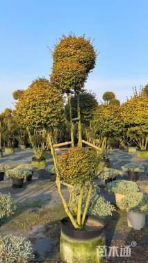 8公分造型亮晶女贞