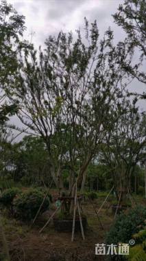 70公分(5杆)丛生朴树