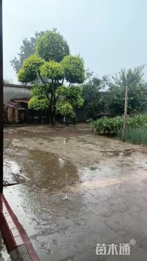 22公分造型金叶榆