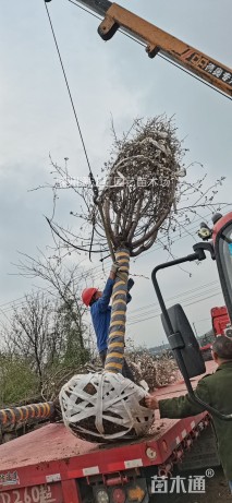 14公分高杆樱花