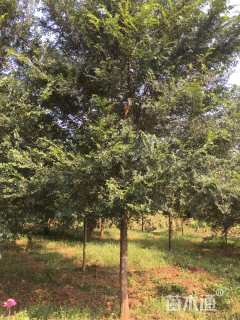 15公分榔榆