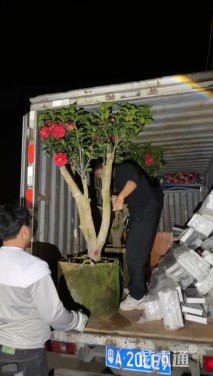 高度150厘米四季茶花