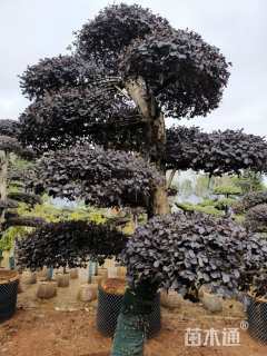 高度250厘米红花继木