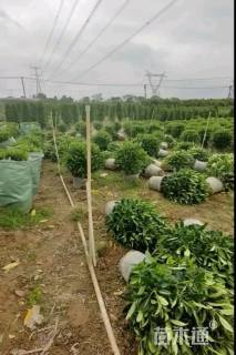 高度100厘米非洲茉莉球