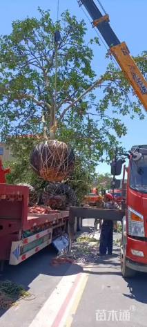 高度450厘米丛生胡柚