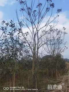 15公分(3杆)丛生朴树