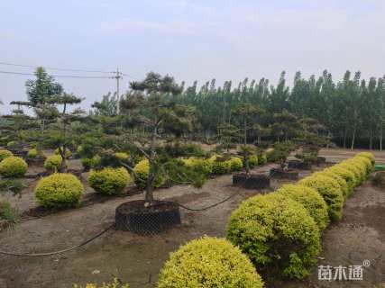 10公分造型白皮松