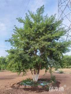 高度600厘米丛生五角枫