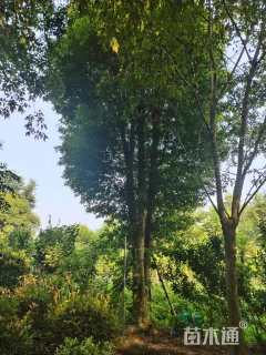 38公分金丝楠木