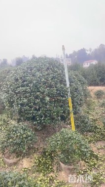 冠幅100厘米海桐球