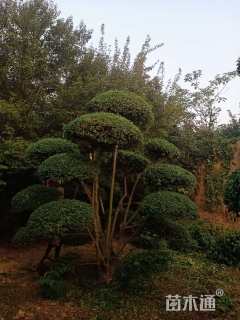 高度380厘米小叶女贞