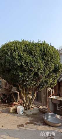 高度500厘米黄杨