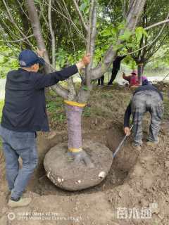 22公分染井吉野樱