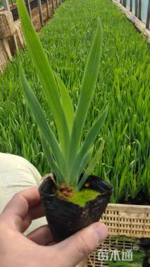 高度20厘米蓝花鸢尾