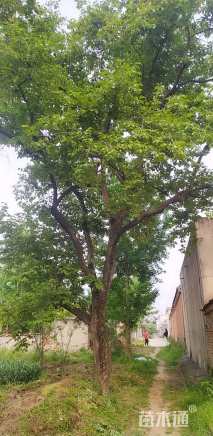 40公分柿树