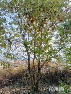 60公分丛生朴树