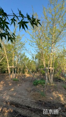 60公分(5杆)丛生银杏