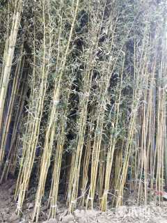 地栽苗金镶玉竹