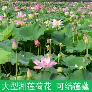 高度40厘米荷花