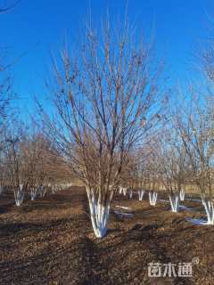 高度500厘米丛生元宝枫