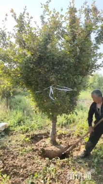 18公分垂丝海棠