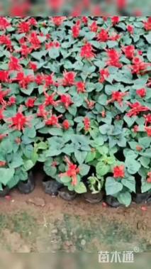 高度20厘米一串红