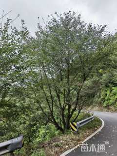 40公分染井吉野樱