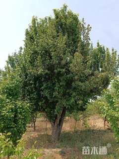 25公分八棱海棠