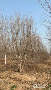 高度5厘米丛生五角枫