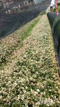 40厘米花叶络石