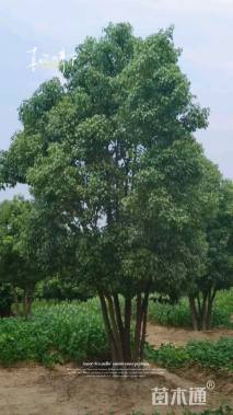 10公分(5杆)丛生香樟