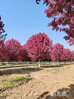 18公分绚丽海棠