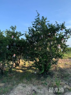高度300厘米丛生石榴