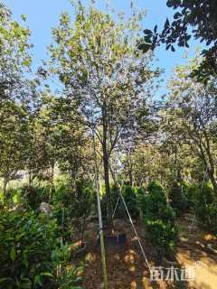 10公分黄花风铃木