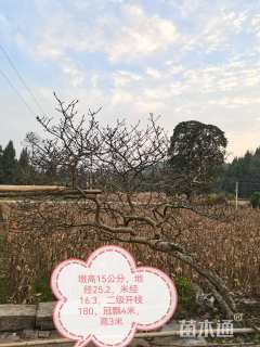 16公分红花玉兰