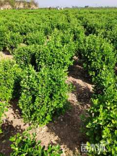 高度60厘米瓜子黄杨