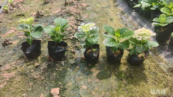 高度15厘米绣球