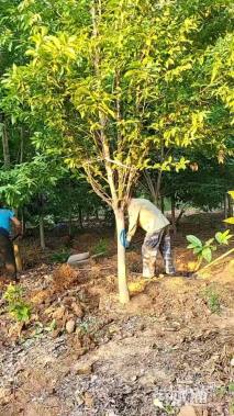 12公分二乔玉兰