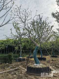 25公分造型乌桕