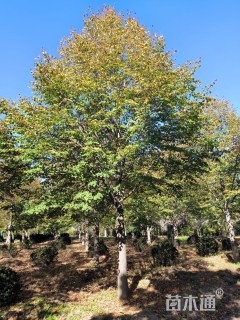 20公分欧洲小叶椴