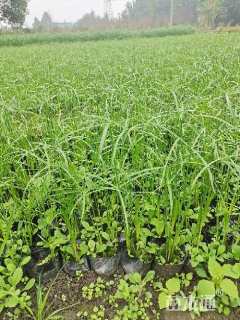 高度30厘米旱伞草