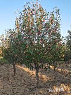 15公分八棱海棠