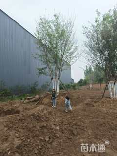 高度800厘米丛生五角枫